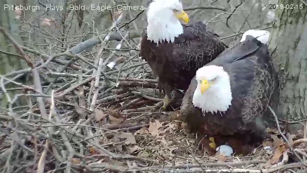 second egg hays bald eagle nest 