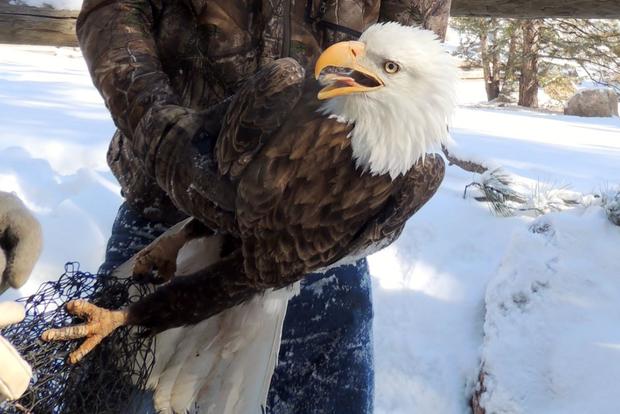 bald eagle rescue3 (Denise Kelly CPW) 