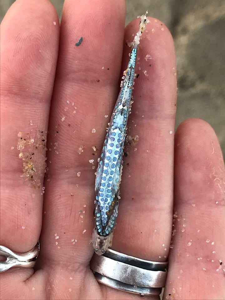 fish light 