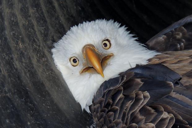 bald eagle rescue2 (Denise Kelly CPW) 