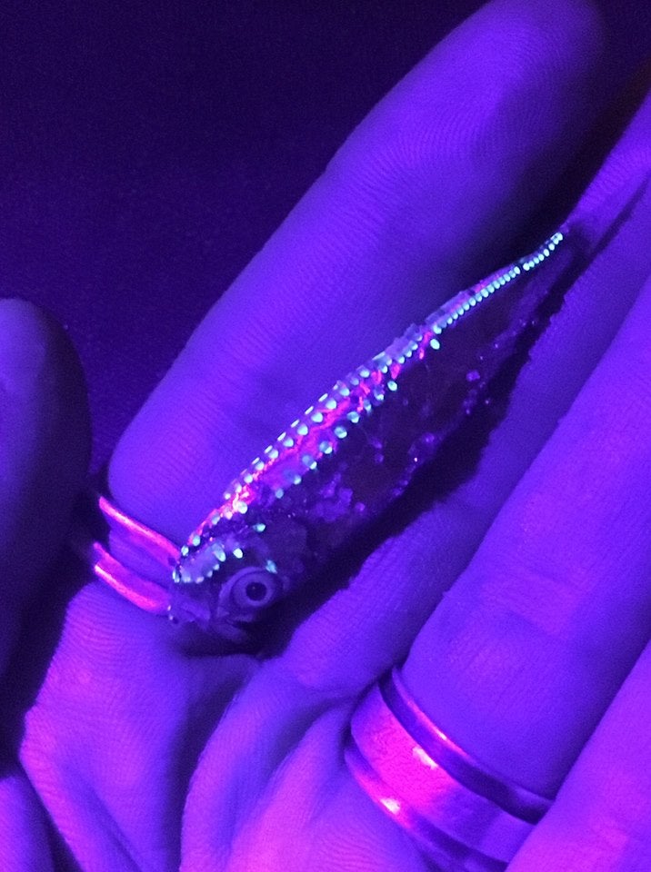 fish dark 