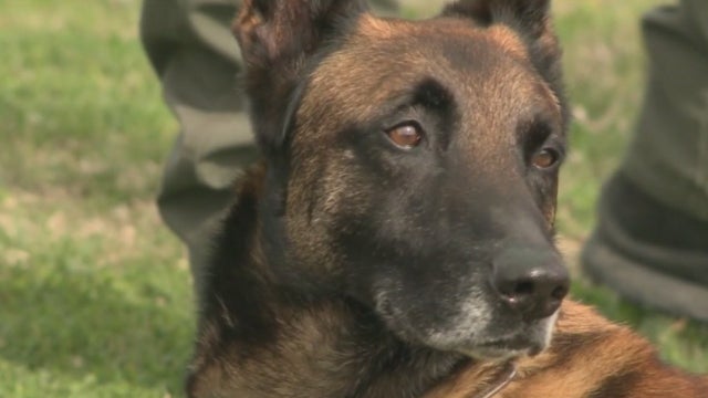k9-eros.jpg 