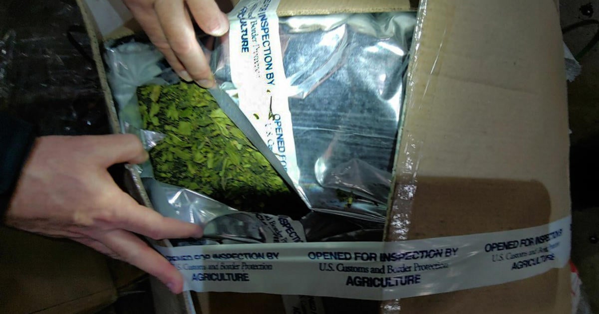 Nearly 1K Pounds Of Khat From Nigeria Seized In DC-Area - CBS Baltimore