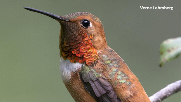 rufous-hummingbird-verne-lehmberg-620.jpg 