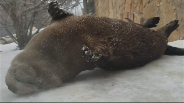 co_-river-otters-love-snow-6vo.transfer_frame_214.png 