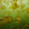 Nature: Sea nettles in Monterey Bay