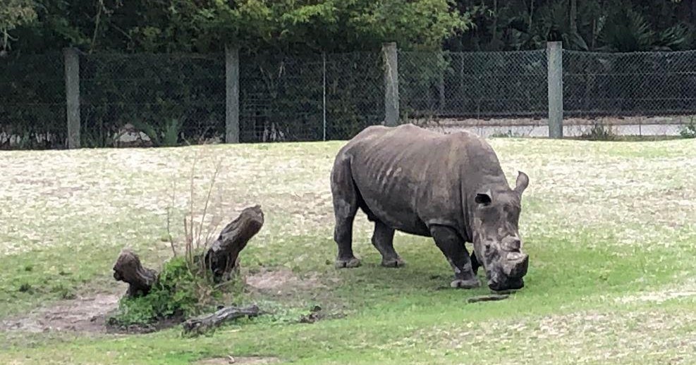 Zookeeper at Jacksonville Zoo hospitalized after she's struck by rhino