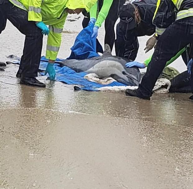 Biologists Alarmed After 6 Stranded Dolphins Die On OC Beaches 
