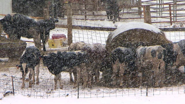 cattle-in-snow.jpg 