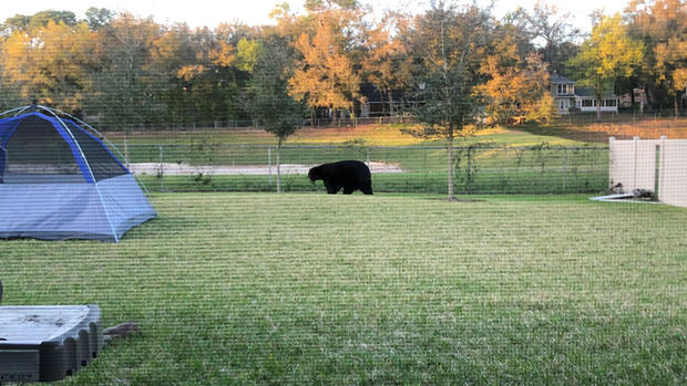 Bear Florida Backyard 