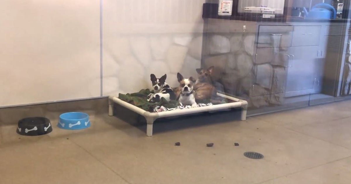 Bradshaw Shelter Overcrowded, Fees Being Waived On Altered Dogs Good