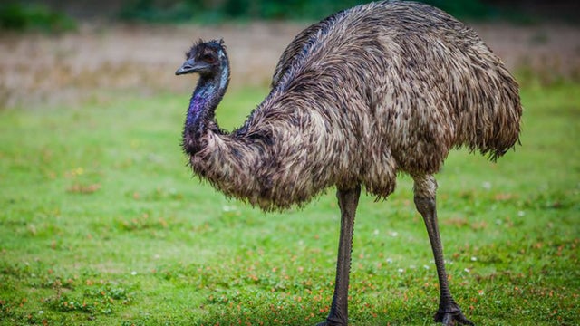 york-county-emu.jpg 