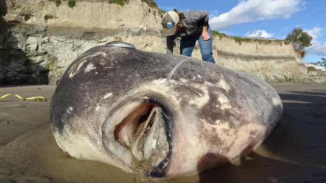 Seven-foot fish washed up on beach in Southern California 