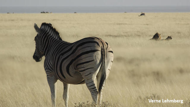 Zoologger: Don't bite – how the zebra got its stripes