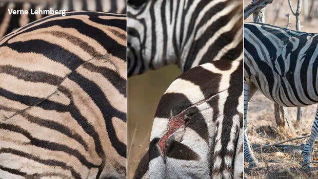 Nature up close: Why do zebras have stripes? - CBS News