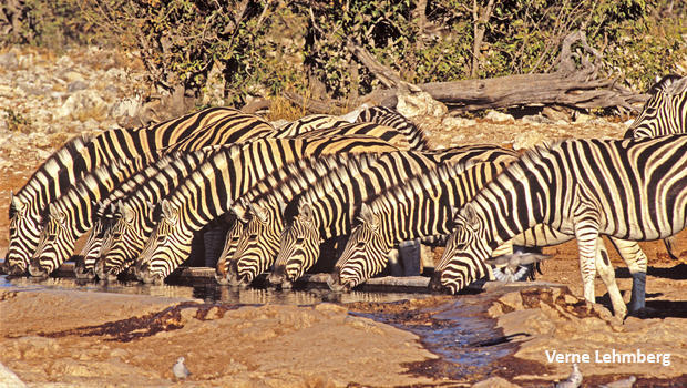 zebras-in-line-drinking-verne-lehmberg-620.jpg 