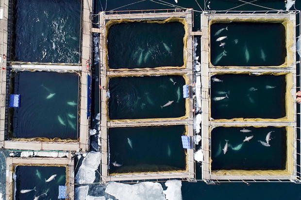 Captive orcas and belugas in Russian Far East 