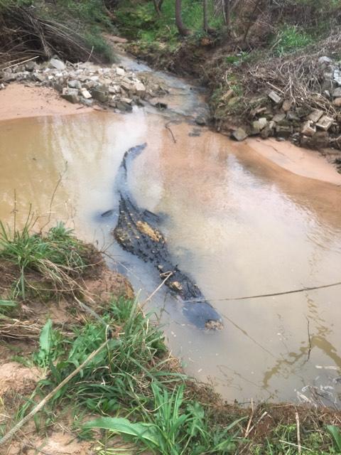 gator3.jpg 