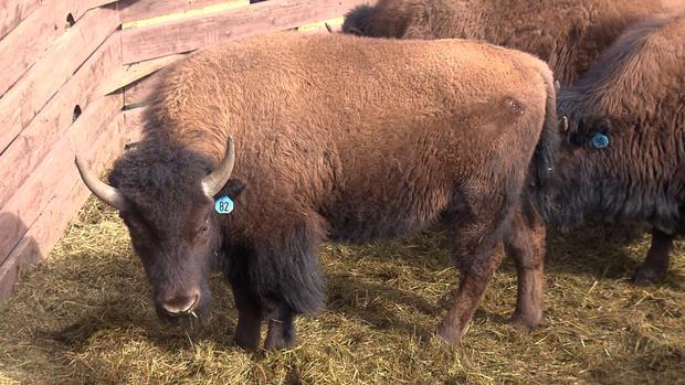 bison auction (1) 
