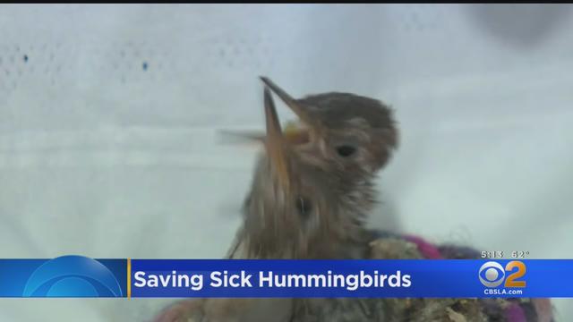 helping-hummingbirds.jpg 