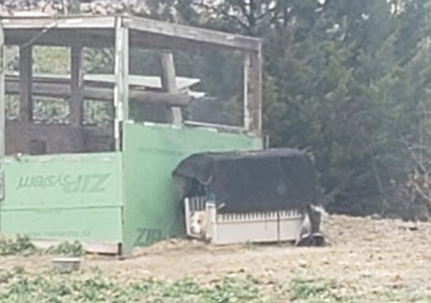 dog in freezing weather in Anna 