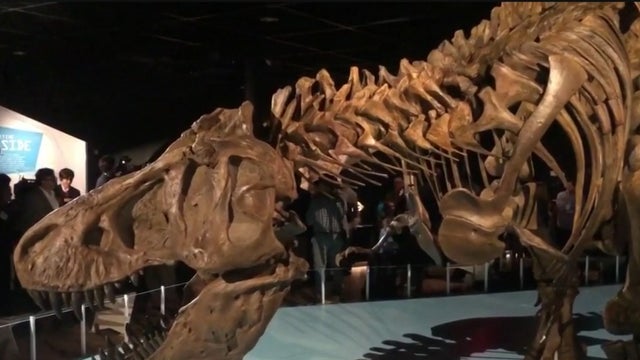 t-rex-exhibit.jpg 