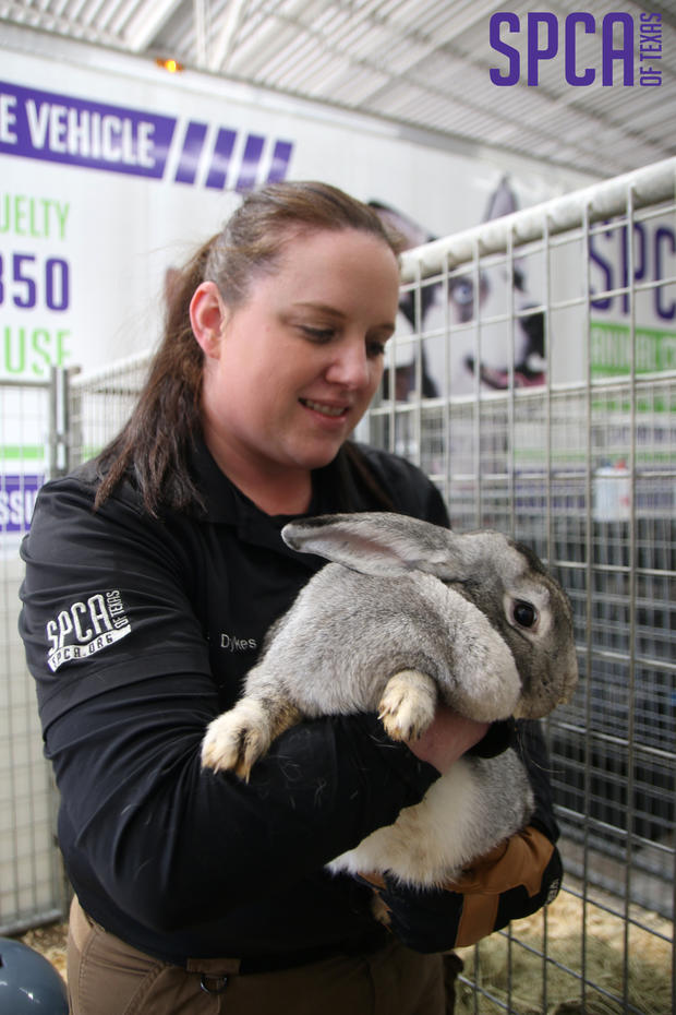Rabbits rescued from Kaufman County property 