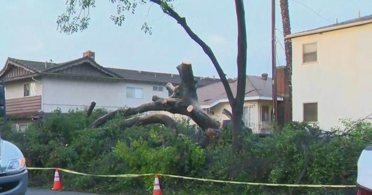 Storm Topples Large Trees In Alhambra Cbs Los Angeles