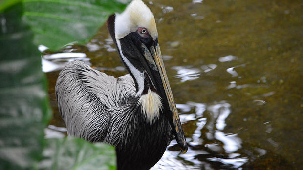 national-aviary-pelican-1 