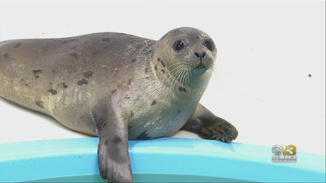 0307seals.jpg 