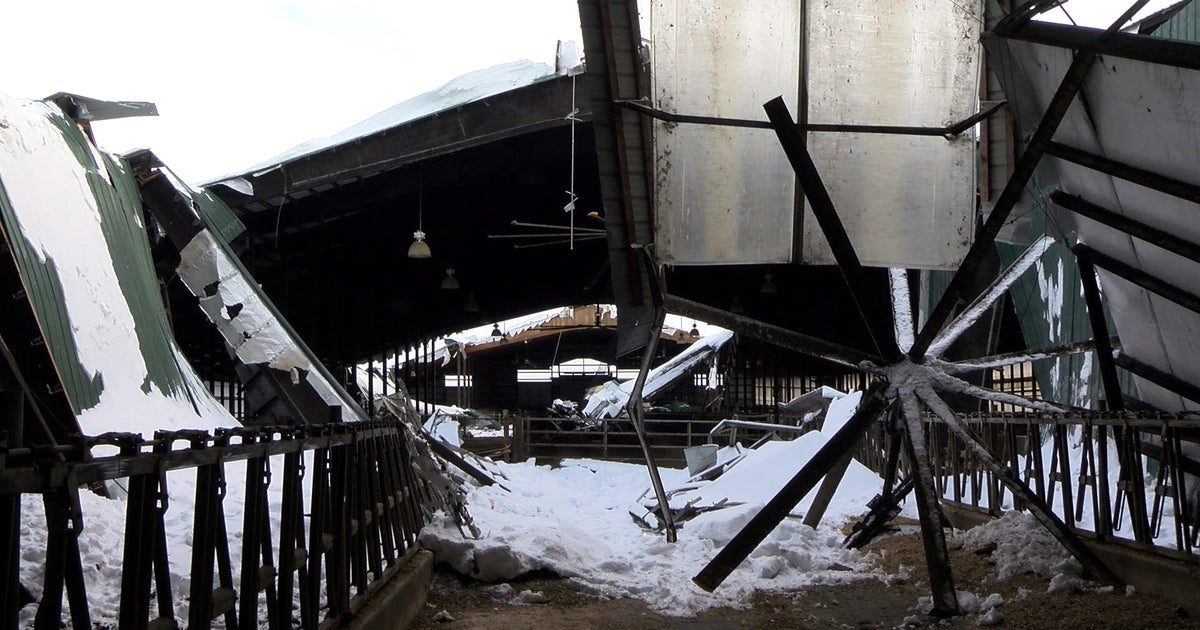 Minnesota Senate Approves Disaster Loans For Barn Collapses CBS Minnesota