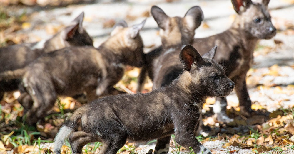 Equipment Malfunction Blamed For Death Of Young African Painted Dog At ...