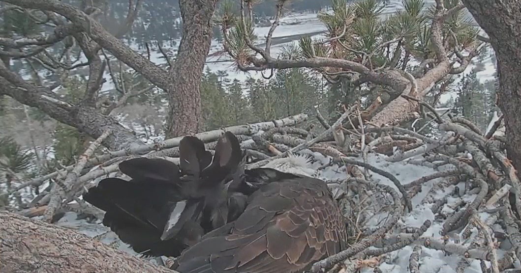 Online Audience Watches As Bald Eagle Keeps Egg Warm In Snowy Big Bear