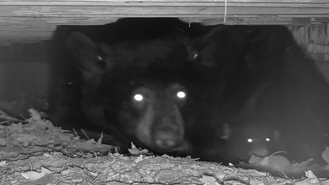 black-bear-cam.jpg 