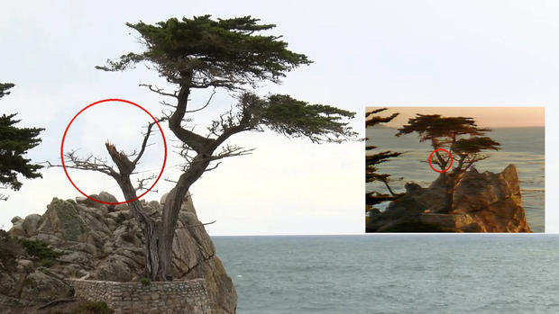 Lone Cypress Damage Before and After 