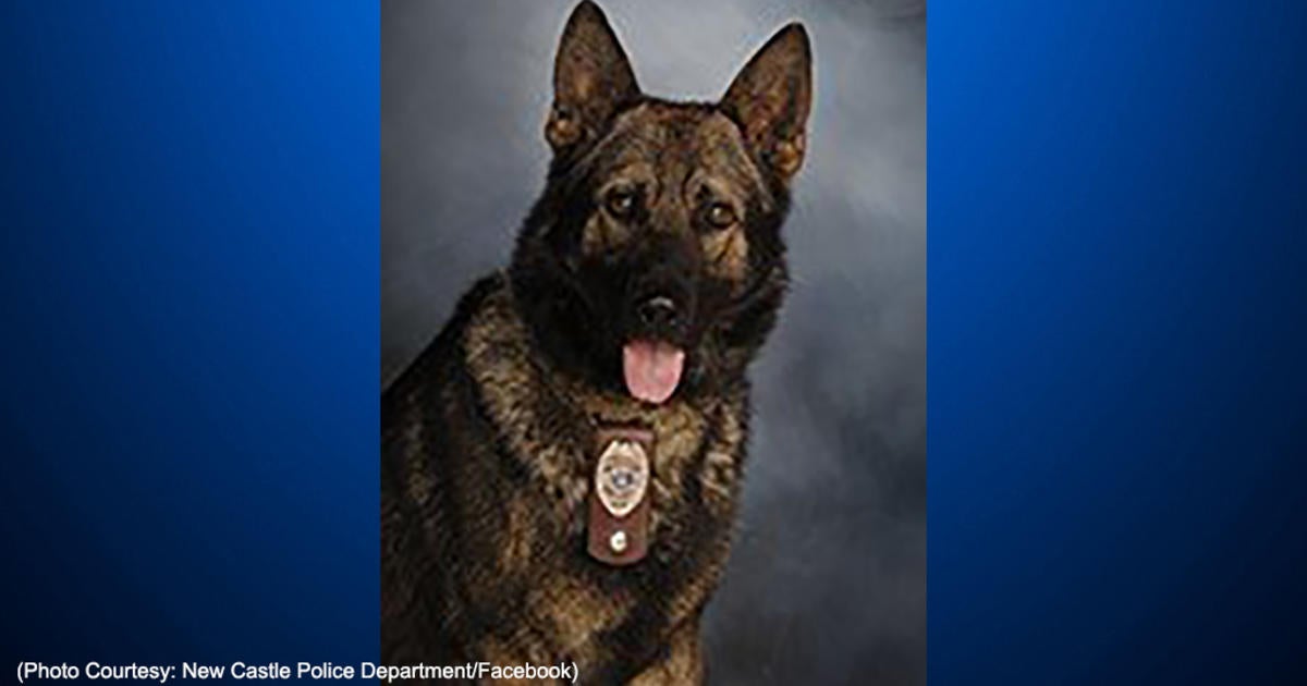 Retired New Castle K-9 Passes Away - CBS Pittsburgh