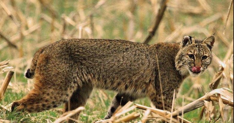 Bobcat Harvest Up 8 Percent To 343 In Illinois This Year CBS Chicago