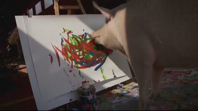 vo_pigcasso-painting-pig.transfer_frame_833.jpg 