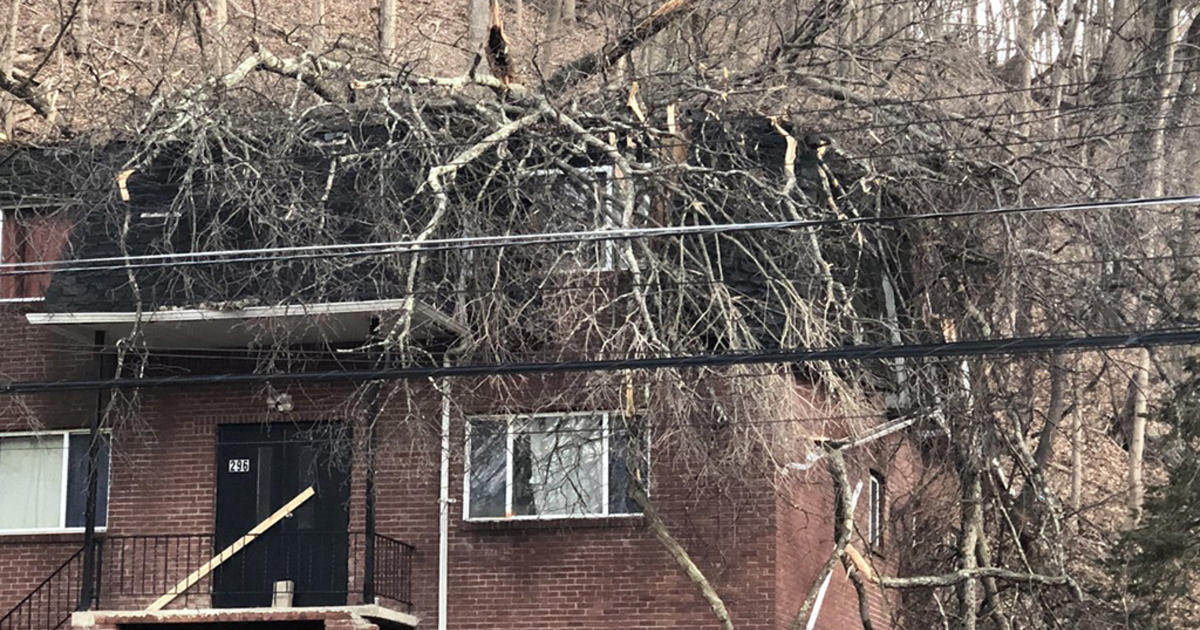 Massive Trees Fall Onto Pitcairn Apartment Forces Residents To