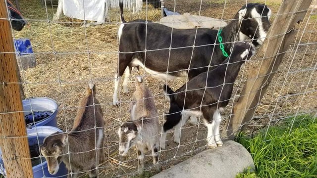 goat-thefts-fresno.jpg 