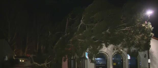 Building Yellow-Tagged After Large Tree Comes Crashing Down On Roof 