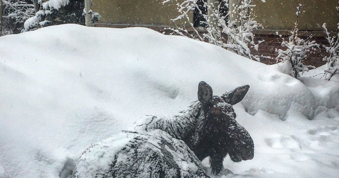 Napping Moose Keeps Silverthorne Library Closed - CBS Colorado