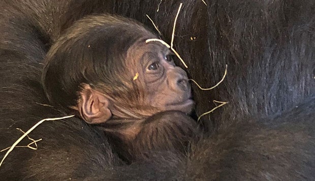 Dallas zoo baby gorilla 