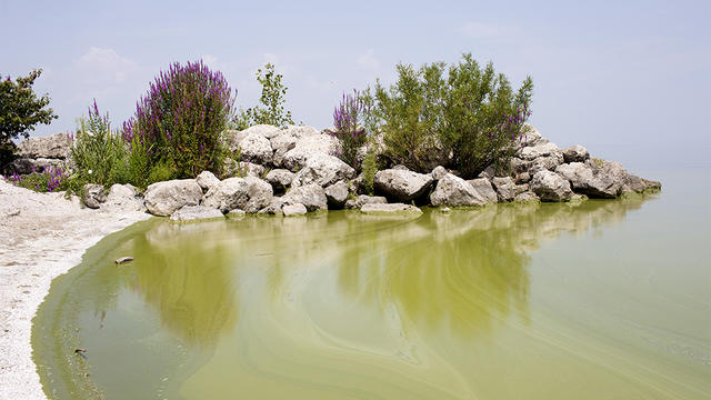 lake-erie-algae.jpg 