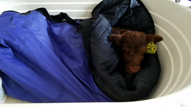 calf-rescue-2-kktvs-sydney-jackson-fb.png 
