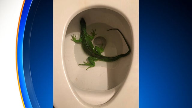 toilet-iguana.jpg 