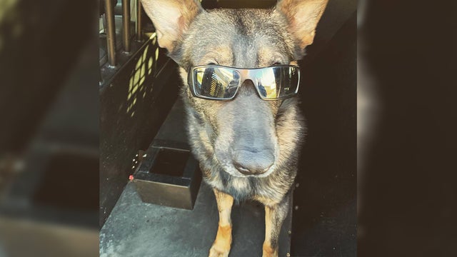 k9-jango.jpg 