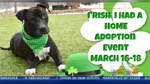 dog-adoption.jpg 