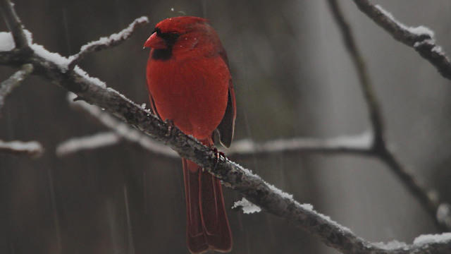 0317-sunmo-naturecardinalsinthesnow-1806025-640x360.jpg 