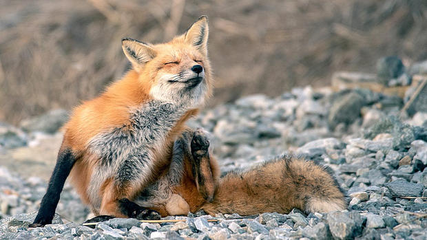 duxbury fox 6 